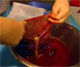 placenta