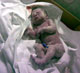 ifeoma